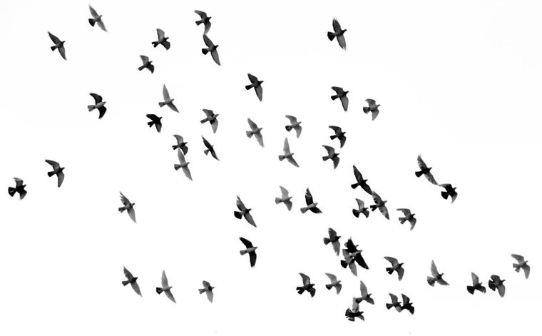 Bandada de pájaros.