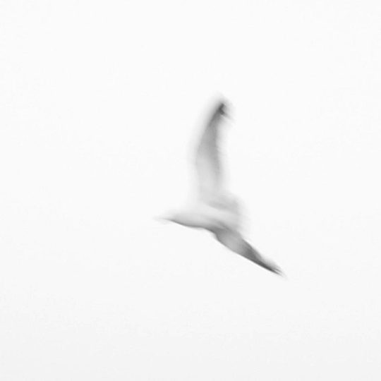 Un ave en vuelo.