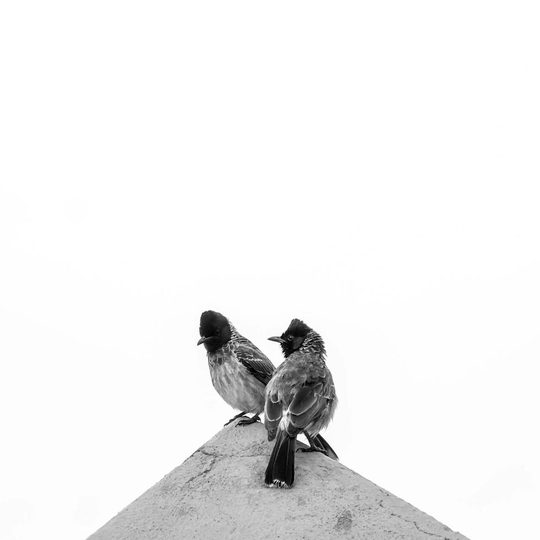 Dos aves posadas.